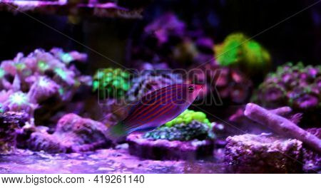 Six Line Wrasse Fish - (pseudocheilinus Hexataenia)