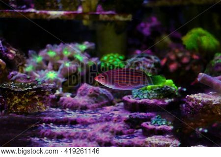 Six Line Wrasse Fish - (pseudocheilinus Hexataenia)