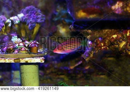 Six Line Wrasse Fish - (pseudocheilinus Hexataenia)