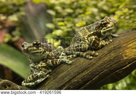 Amazon Milk Frog (trachycephalus Resinifictrix) In Zoo.