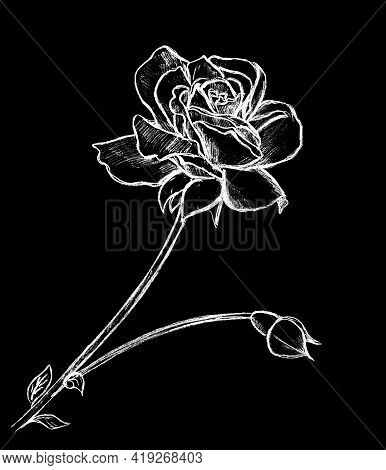 Drawn In White A Large Rose Flower And An Olin A Small Bud On A Black Background