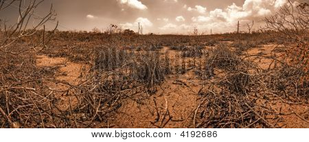 Arid Surface In Florida