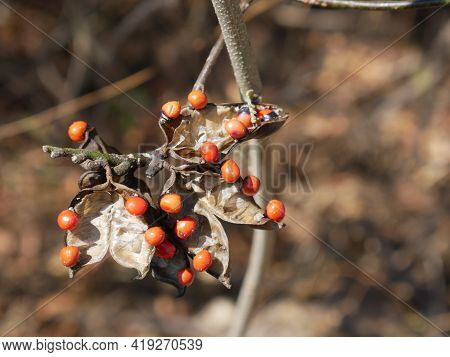 Abrus Precatorius.with Bright Red Children.found Naturally In The Wild