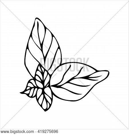Vector Image Of Spinach Leaf In Doodle Style