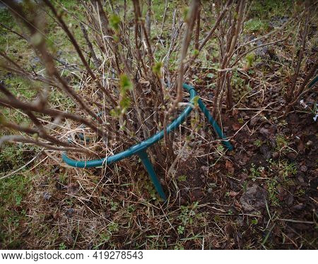 A Schrub Grows Through Round Plant Support, Outdoor Shot