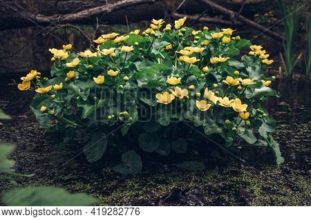 Shrub Of Yellow Flowers And Green Leaves Belonging To The Marsh-marigold Plant Blooming In Flooded S