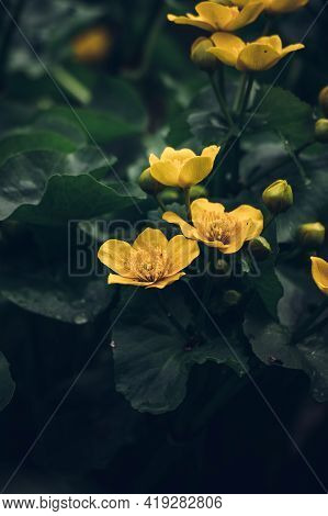 Beautiful Wild Caltha Palustris Flowering In Swamps In Floodplain Forests In The Czech Republic In T
