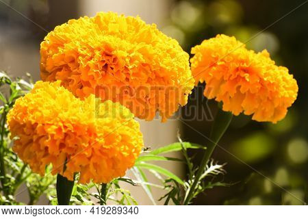 Yellow Marigold Flowers, Garden Flowers, Close Up Flowers