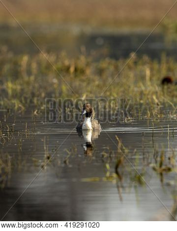 Northern Pintail Or Anas Acuta Portrait With Reflection In Water At Wetland Of Keoladeo National Par