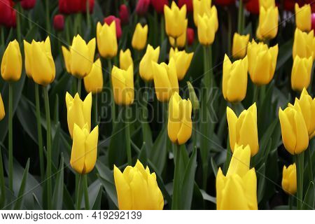 Lily-tulips Flower, Flashback With Yellow Petals With Green Branch And Leaves Growth In Spring Garde