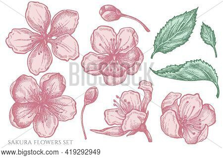 Vector Set Of Hand Drawn Pastel Sakura Flowers Stock Illustration