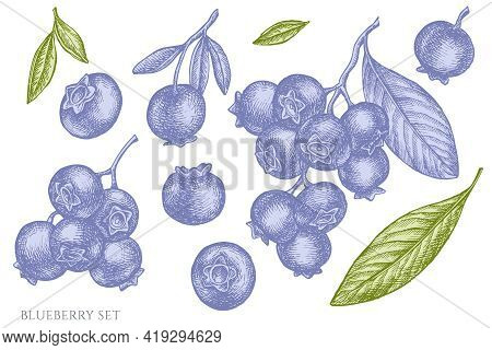 Vector Set Of Hand Drawn Pastel Blueberry Stock Illustration