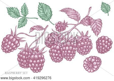Vector Set Of Hand Drawn Pastel Raspberry Stock Illustration