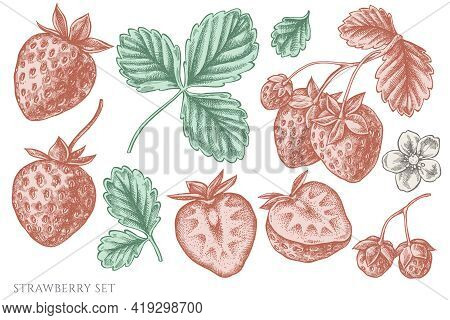Vector Set Of Hand Drawn Pastel Strawberry Stock Illustration