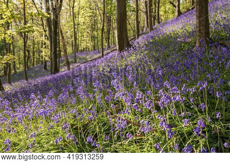 Bluebells Near Margam, Port Talbot, Wales Uk