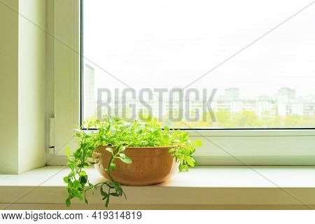 Succulent House Plants In Ceranic Flower Pot On White Window Sill On Blurred City Background. Home G