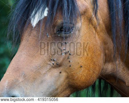 A Number Of Flies Pester A Horse In The Summer.