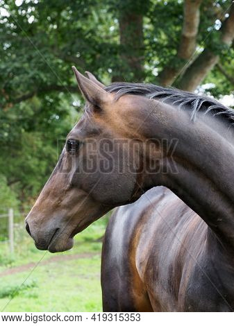 A Head Shot Of A Pretty Bay Horse.