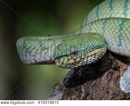 A Very Venomous And Endemic Snake Sabah Pit Viper Bornean Keeled Pit Vipe With Nature Green Backgrou