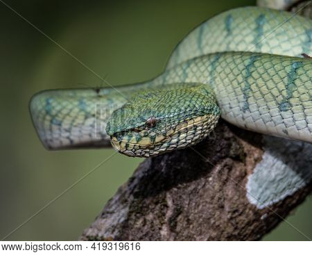 A Very Venomous And Endemic Snake Sabah Pit Viper Bornean Keeled Pit Vipe With Nature Green Backgrou
