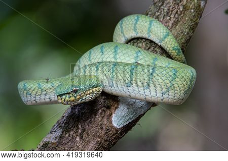 A Very Venomous And Endemic Snake Sabah Pit Viper Bornean Keeled Pit Vipe With Nature Green Backgrou