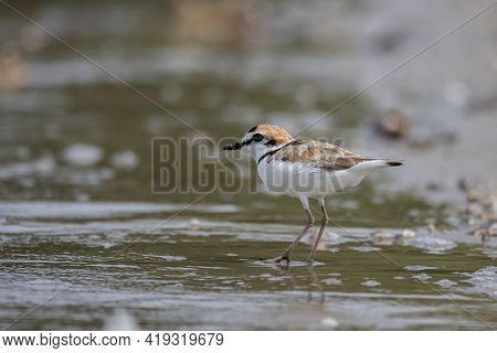Nature Wildlife Image Of Malaysian Plover Is A Small Wader That Nests On Beaches And Salt Flats In S