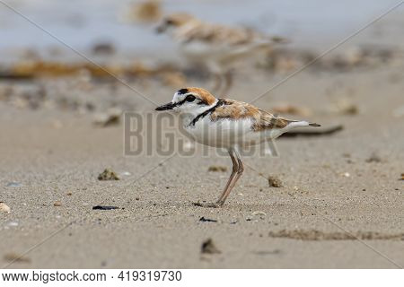 Nature Wildlife Image Of Malaysian Plover Is A Small Wader That Nests On Beaches And Salt Flats In S