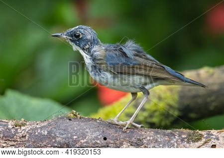 Juvenile Blue-and-white Flycatcher, Japanese Flycatcher Male Blue And White Color Perched On A Tree
