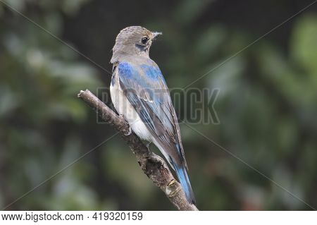 Juvenile Blue-and-white Flycatcher, Japanese Flycatcher Male Blue And White Color Perched On A Tree