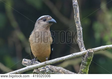 Nature Wildlife Image Of Beautiful Huge Bird Of Bornean Treepie (dendrocitta Cinerascen) Known Also