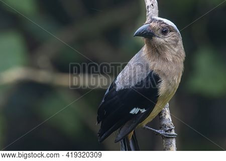 Nature Wildlife Image Of Beautiful Huge Bird Of Bornean Treepie (dendrocitta Cinerascen) Known Also