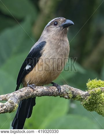Nature Wildlife Image Of Beautiful Huge Bird Of Bornean Treepie (dendrocitta Cinerascen) Known Also