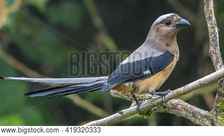 Nature Wildlife Image Of Beautiful Huge Bird Of Bornean Treepie (dendrocitta Cinerascen) Known Also