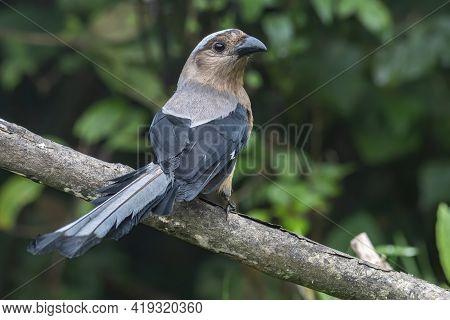 Nature Wildlife Image Of Beautiful Huge Bird Of Bornean Treepie (dendrocitta Cinerascen) Known Also