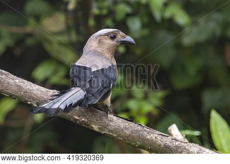 Nature Wildlife Image Of Beautiful Huge Bird Of Bornean Treepie (dendrocitta Cinerascen) Known Also