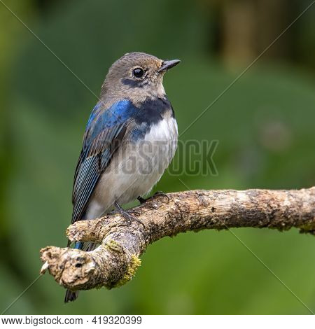 Juvenile Blue-and-white Flycatcher, Japanese Flycatcher Male Blue And White Color Perched On A Tree