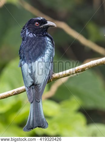 Nature Wildlife Image Of Bronze Drongo Bird (dicrurus Aeneus) On Perch