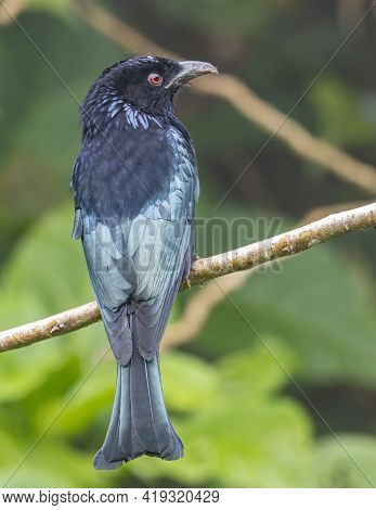 Nature Wildlife Image Of Bronze Drongo Bird (dicrurus Aeneus) On Perch