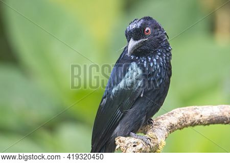 Nature Wildlife Image Of Bronze Drongo Bird (dicrurus Aeneus) On Perch