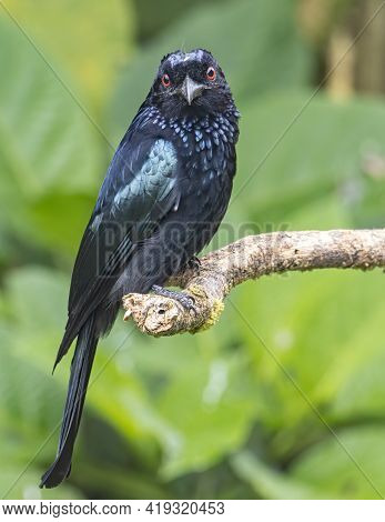 Nature Wildlife Image Of Bronze Drongo Bird (dicrurus Aeneus) On Perch