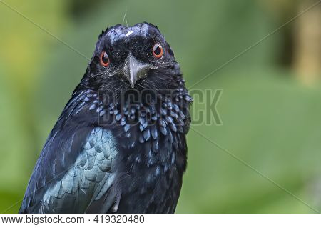 Nature Wildlife Image Of Bronze Drongo Bird (dicrurus Aeneus) On Perch