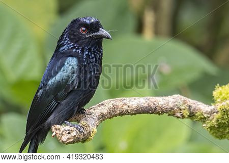 Nature Wildlife Image Of Bronze Drongo Bird (dicrurus Aeneus) On Perch
