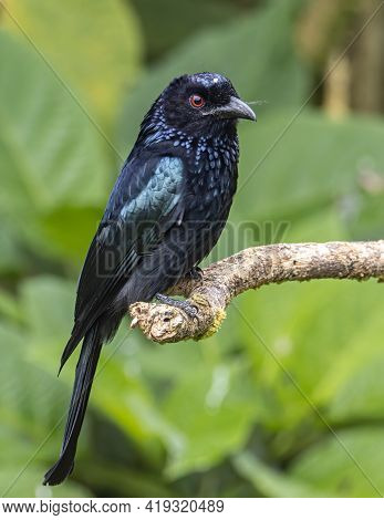 Nature Wildlife Image Of Bronze Drongo Bird (dicrurus Aeneus) On Perch