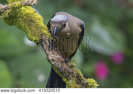Nature Wildlife Image Of Beautiful Huge Bird Of Bornean Treepie (dendrocitta Cinerascen) Known Also