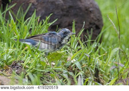 Juvenile Blue-and-white Flycatcher, Japanese Flycatcher Male Blue And White Color Perched On A Tree