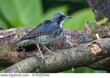 Juvenile Blue-and-white Flycatcher, Japanese Flycatcher Male Blue And White Color Perched On A Tree