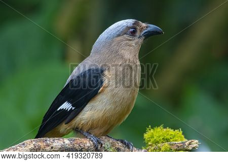 Nature Wildlife Image Of Beautiful Huge Bird Bornean Treepie (dendrocitta Cinerascen) Known Also End