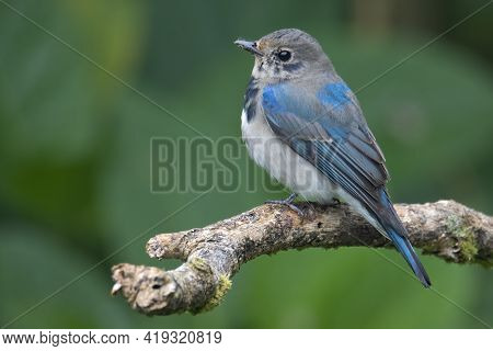 Juvenile Blue-and-white Flycatcher, Japanese Flycatcher Male Blue And White Color Perched On A Tree