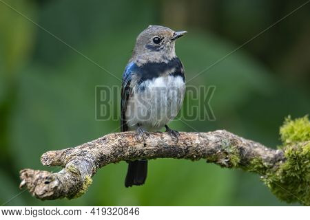 Juvenile Blue-and-white Flycatcher, Japanese Flycatcher Male Blue And White Color Perched On A Tree