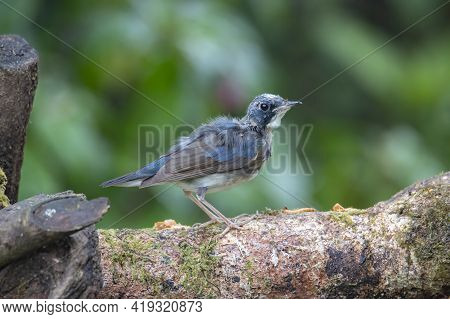 Juvenile Blue-and-white Flycatcher, Japanese Flycatcher Male Blue And White Color Perched On A Tree